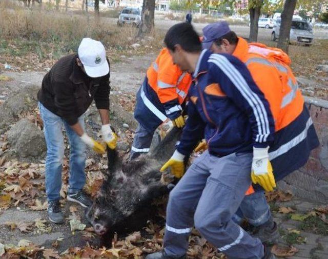 İnegöl’De Tören Alanının Yakınına Domuz Leşi Bırakıldı