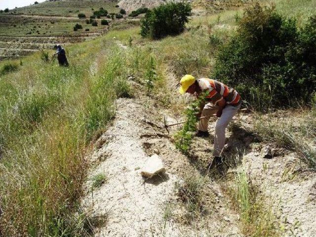 Eroğlu: 2015 Sonunda 257 Bin Fidanı Toprakla Buluşturduk