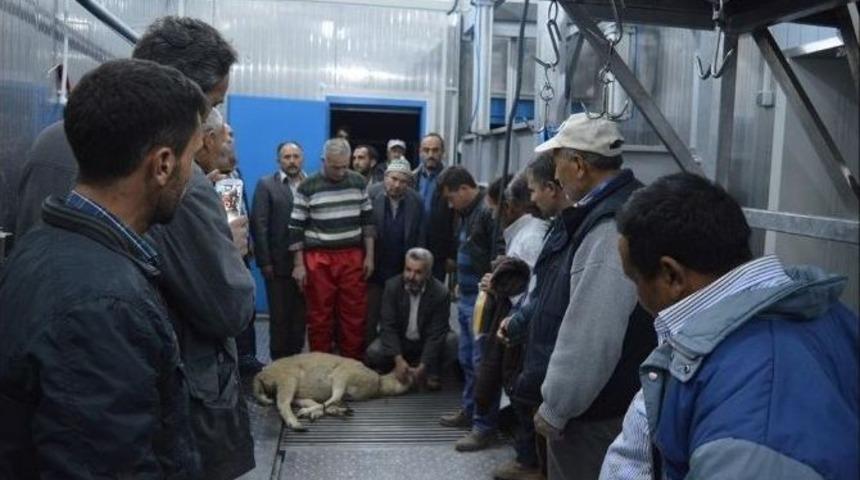 İvrindi&rsquo;de Kurban Kesim Kursları İlgi G&ouml;rd&uuml;