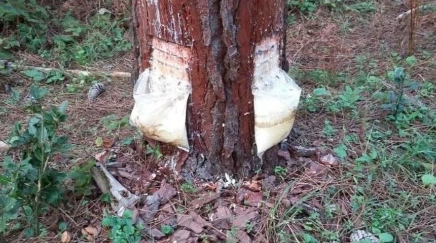 Kocaeli&rsquo;de 21 Ton Re&ccedil;ine &Uuml;retimi Hedefleniyor