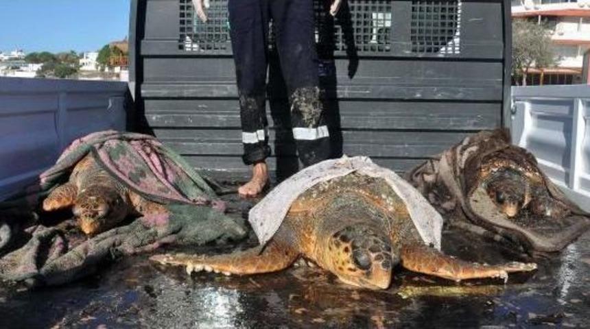 Caretta Carettlar I&ccedil;in Seferber Oldular