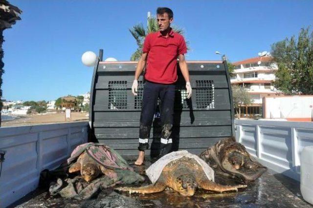 Caretta Carettlar Için Seferber Oldular