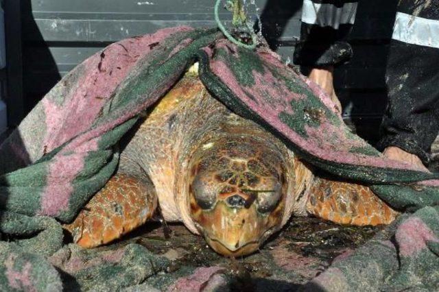 Caretta Carettlar Için Seferber Oldular