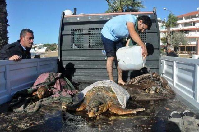 Caretta Carettlar Için Seferber Oldular