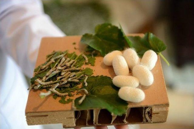 B&uuml;y&uuml;kşehir&rsquo;den İpekb&ouml;cek&ccedil;iliğine Destek 1