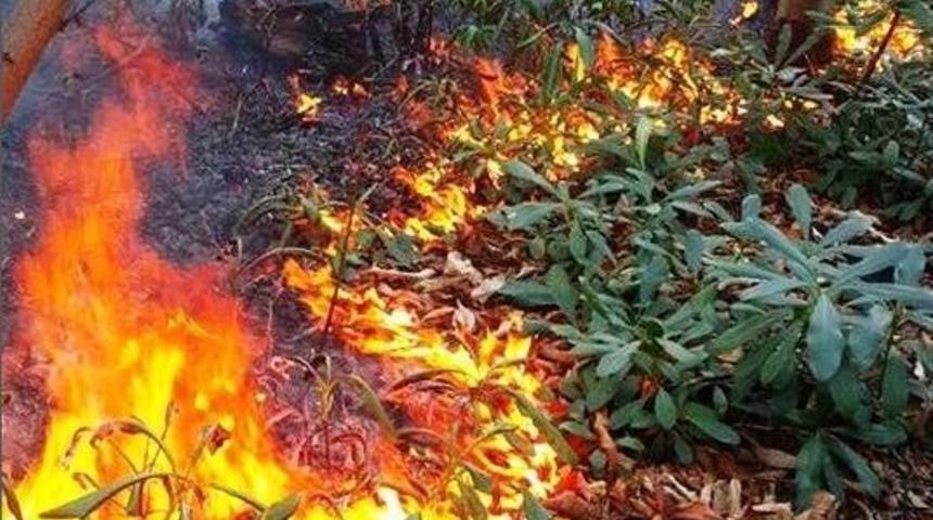 Fatsa&rsquo;da Orman Yangını