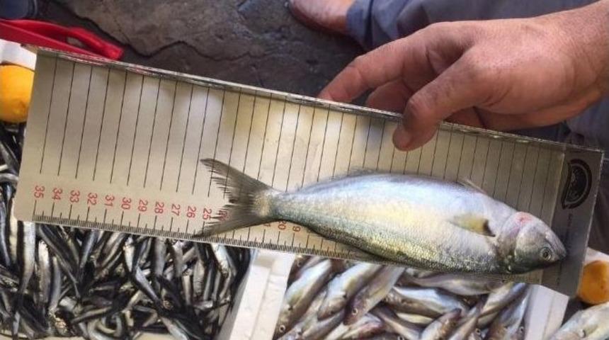 &Ccedil;arşamba&rsquo;da 1.8 Ton Balığa El Konuldu, 8 Bin Tl Ceza Kesildi