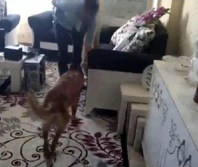 Şanlıurfa da  torbacı  Operasyonu: 6 G&ouml;zaltı 1