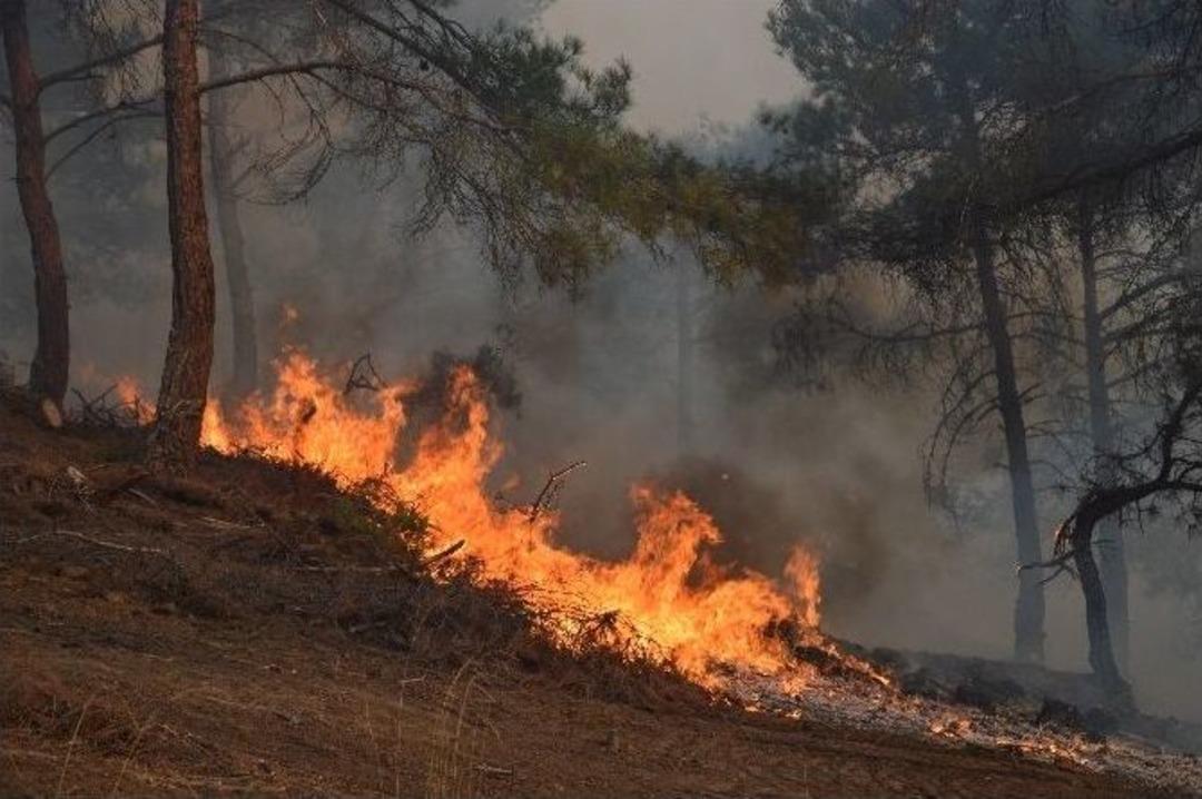Tokat&rsquo;ta Orman Yangını