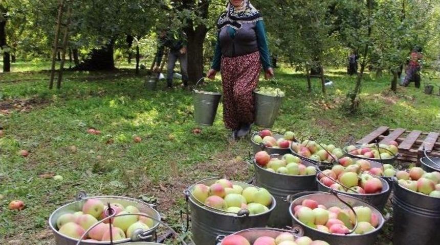 2 Bin Yıllık Amasya Elmasına B&uuml;y&uuml;k Destek