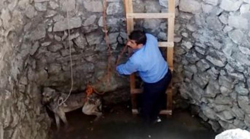 Kuyuya D&uuml;şen K&ouml;peği Vatandaşlar Kurtardı