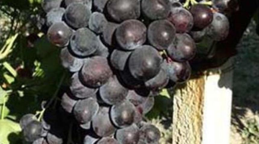 Beş Yeni &Uuml;z&uuml;m &Ccedil;eşidinin Ismi Sosyal Medya Anketiyle Belirlendi