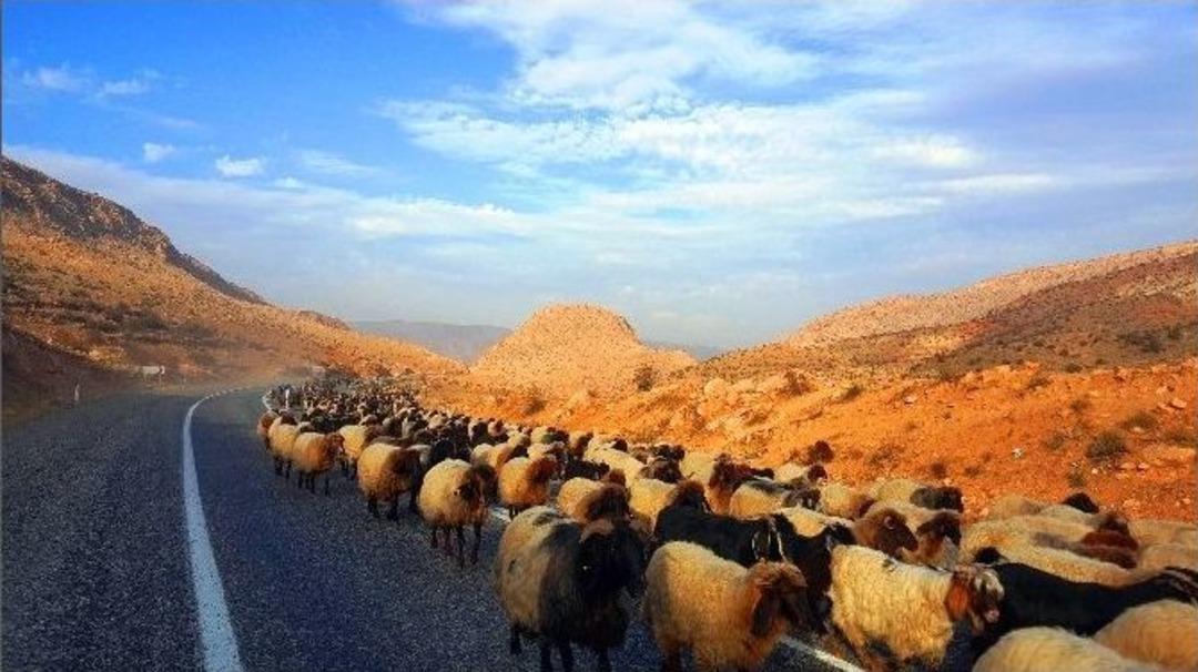 (&ouml;zel Haber) Koyun S&uuml;r&uuml;lerinin G&ouml;&ccedil; Yolculuğu Başladı, T&uuml;neller Ortak Kullanılıyor
