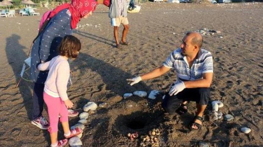 Kemer'de 9 Bin 610 Yavru Caretta Denizle Buluştu