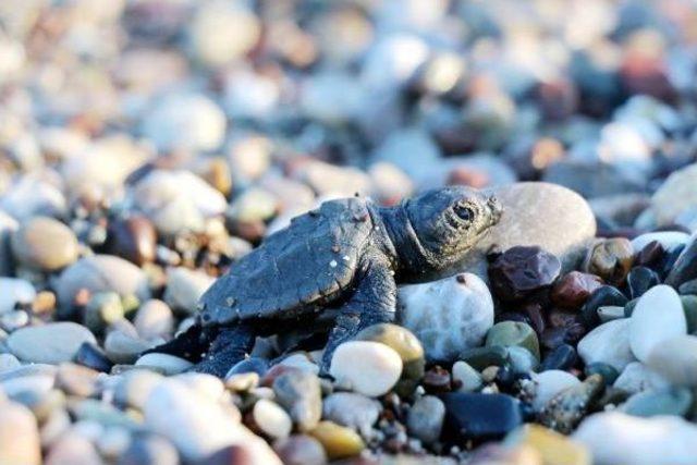 Kemer'de 9 Bin 610 Yavru Caretta Denizle Buluştu