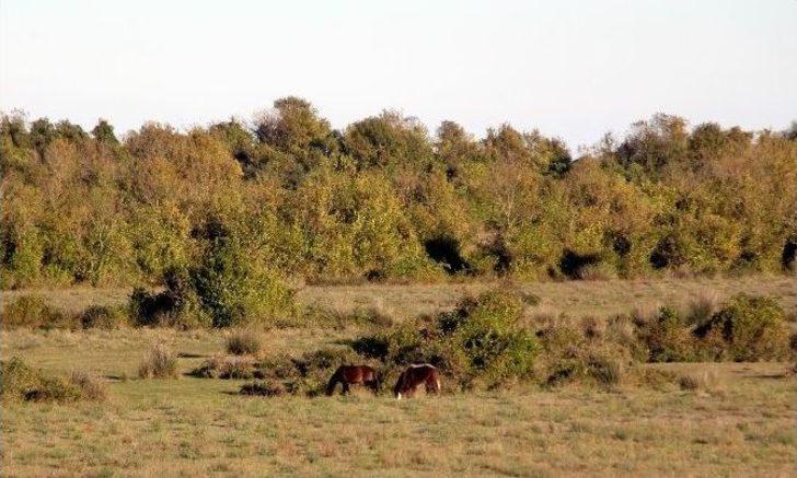 Kuş Cenneti’nde Sonbahar G5