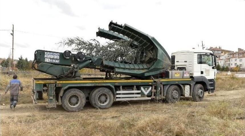 Mamak&rsquo;ta Ağa&ccedil;lar Kesilmiyor, Naklediliyor