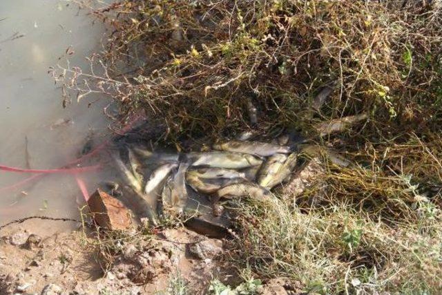 Nevşehir’Deki Balık Ölümleri, Suda Oksijen Azlığından