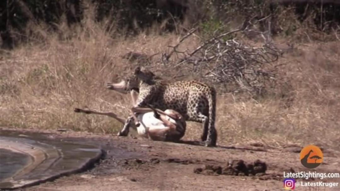 Leoparın avını ka&ccedil;ıran sırtlan