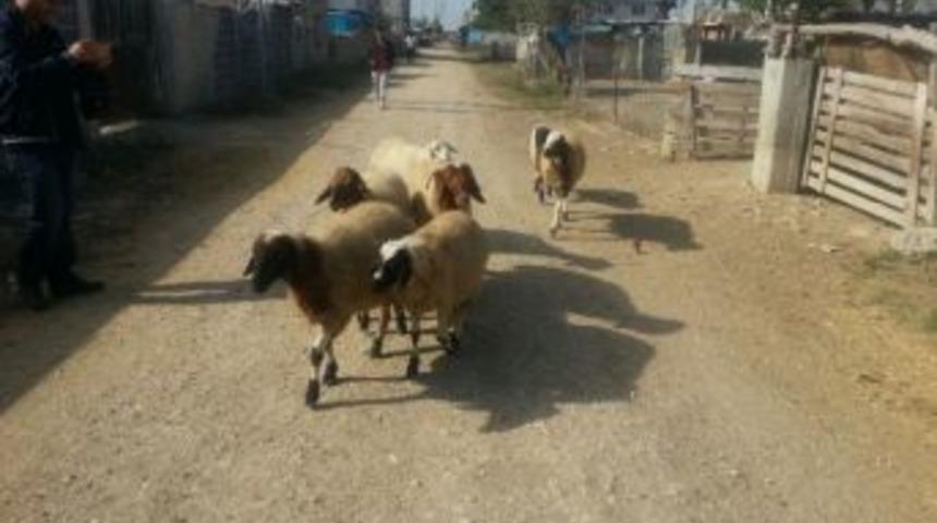 &Ccedil;alınan Koyunları Jandarma Buldu
