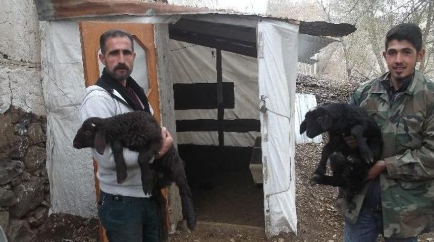 Varto Sydv&rsquo;nin Dağıttığı Koyunlar &Ccedil;ift Doğuruyor