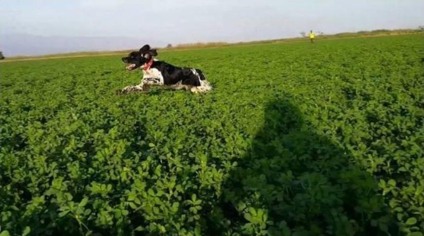 Kaybolan Av K&ouml;peğini Bulana Para &Ouml;d&uuml;l&uuml; Verecek