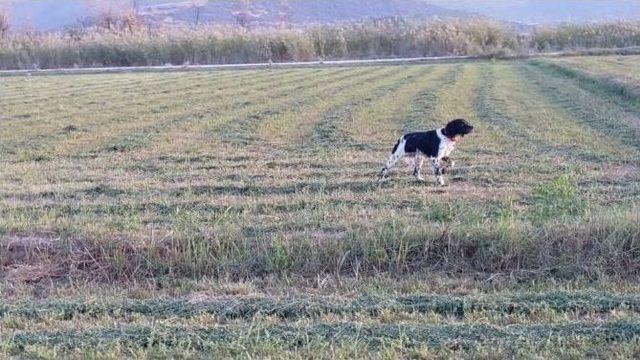 Kaybolan Av K&ouml;peğini Bulana Para &Ouml;d&uuml;l&uuml; Verecek 2