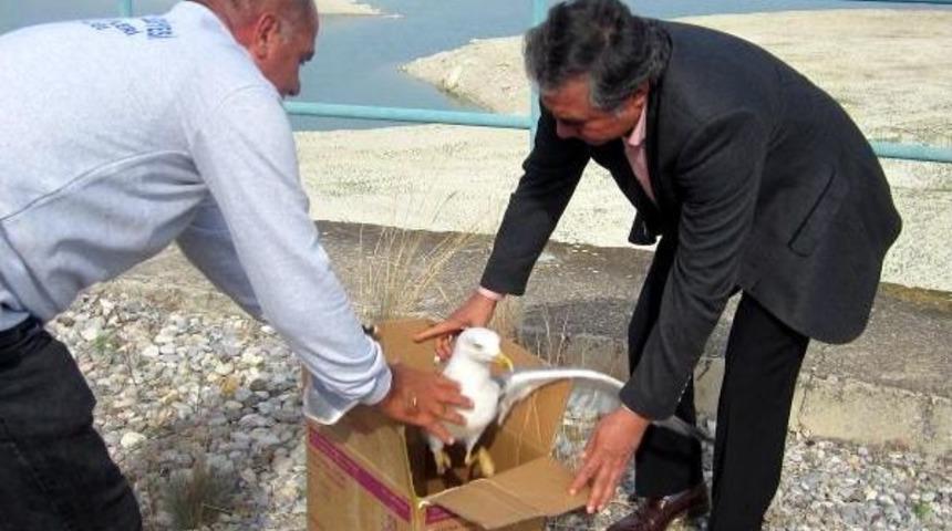 Tedavisi Yapılan Hayvanlar Doğal Ortamlarına Salındı