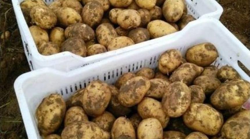 G&uuml;z Patatesi Hasadı Başladı, &Uuml;r&uuml;nler Hallere G&ouml;nderildi