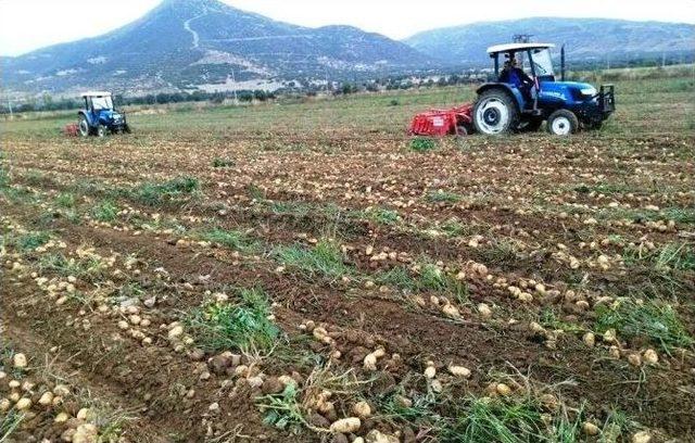 Güz Patatesi Hasadı Başladı, Ürünler Hallere Gönderildi