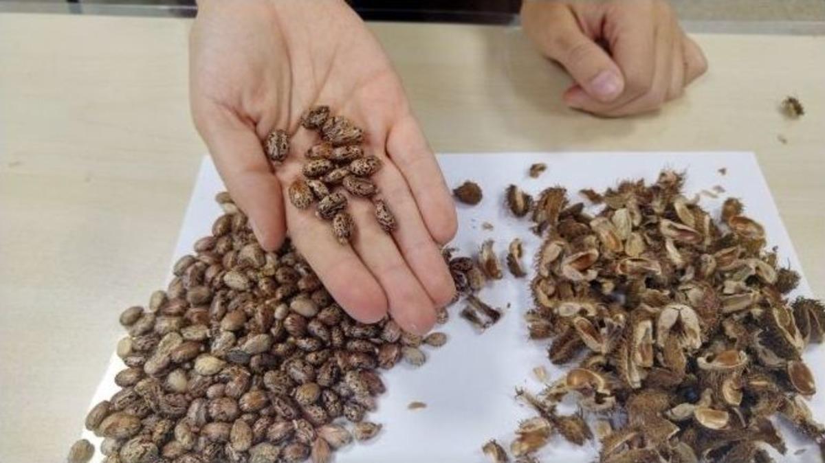 &rsquo;ata Tohumlar&rsquo; &Uuml;cretsiz Dağıtılacak