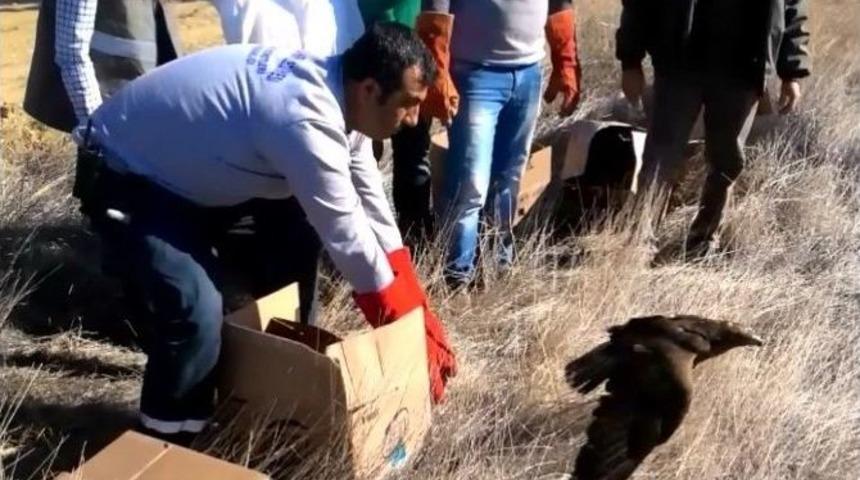 Tedavisi Yapılan Yaban Hayvanları Yaşam Ortamlarına Salındı