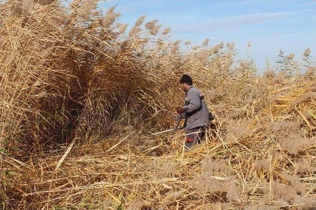 Beyşehir Gölü Kıyılarında Sucul Bitkilerinin Kesimi Yeniden Başladı