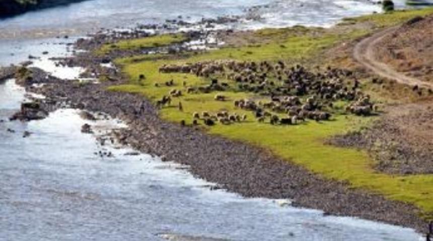 Nehre D&uuml;şen Koyunu Kurtarmak Isteyen &Ccedil;oban Canından Oldu