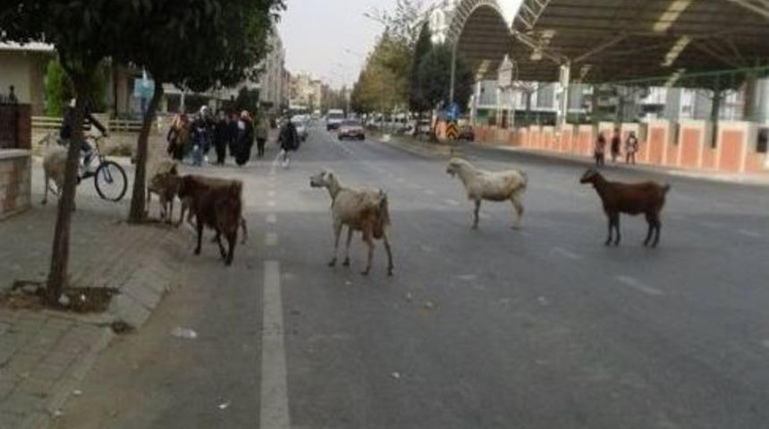 Aydın&rsquo;da Ke&ccedil;ilerin Bulvar Turu