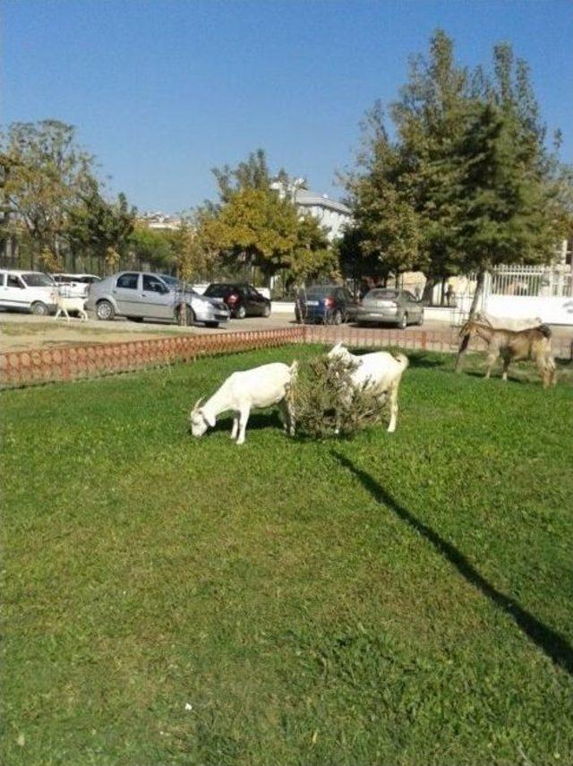 Aydın’da Keçilerin Bulvar Turu