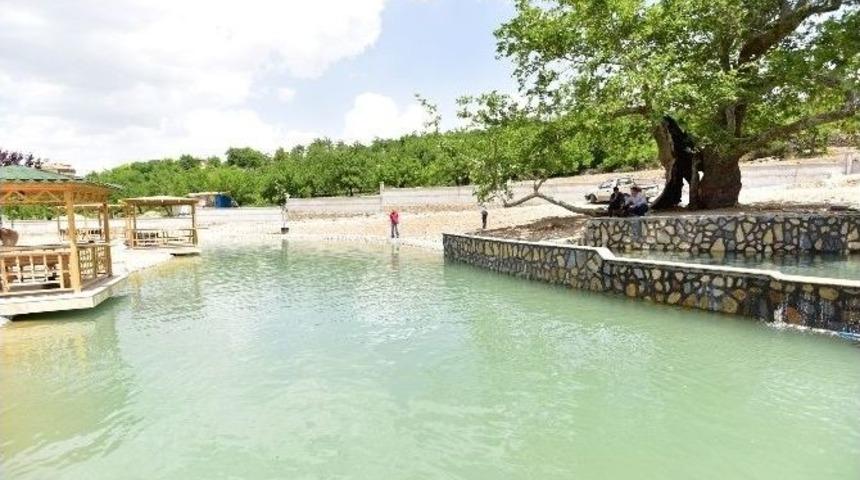 Tarihi Çınar Kuruma Tehlikesiyle Karşı Karşıya