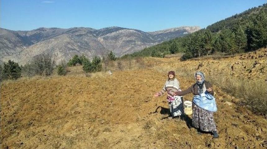 G&uuml;m&uuml;şhane&rsquo;de Kuşlar A&ccedil; Kalmasın Diye Yıllardır Ekilmeyen Tarlalar Ekiliyor