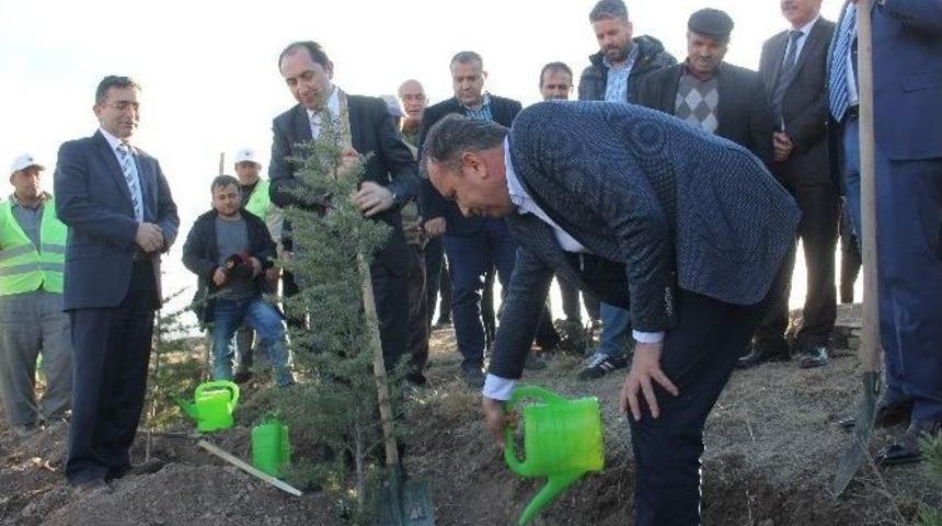 Hitit Üniversitesi Hatıra Ormanı Oluşturuldu