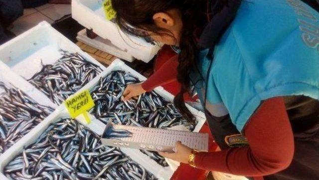 Samsun&rsquo;da Bin 772 Kilo Balığa El Konuldu 1