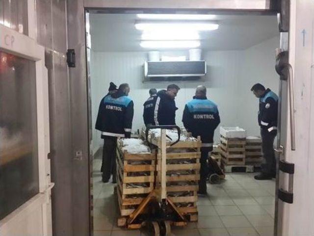 Samsun&rsquo;da Bin 772 Kilo Balığa El Konuldu 3