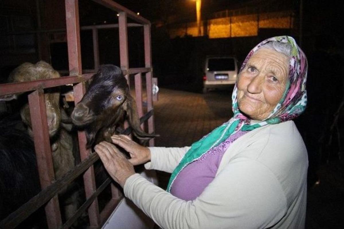 &Ccedil;alınan Ke&ccedil;ilerini Teslim Alan Yaşlı Kadın Duygularına Hakim Olamadı