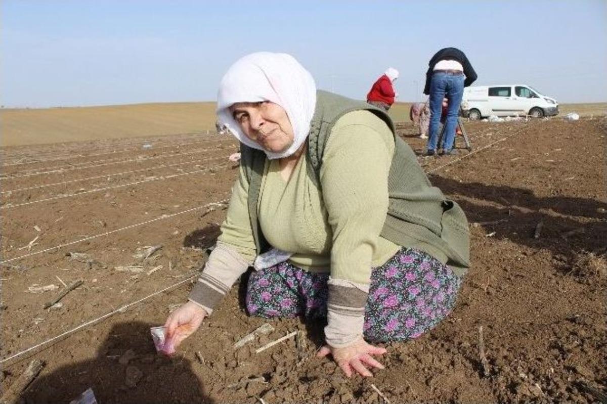 (&ouml;zel Haber) Milli Tohum Islah &Ccedil;alışmalarında Kadın Emeği