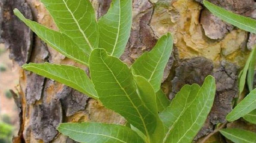 İltihaba Meydan Okuyan Bitki: Akg&uuml;nl&uuml;k