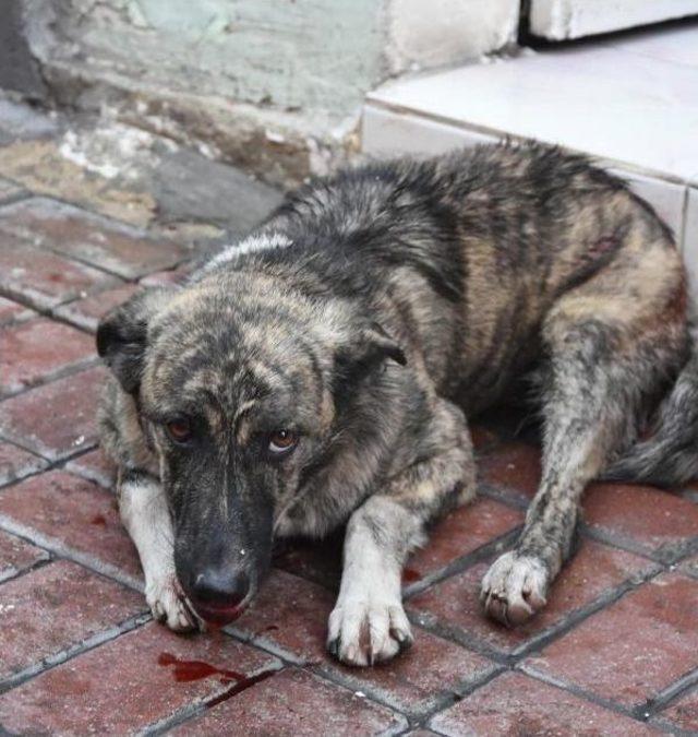 Köpeğe Çarpan Sürücü Kaçtı