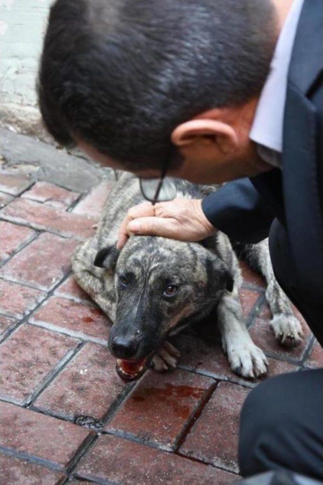 Köpeğe Çarpan Sürücü Kaçtı