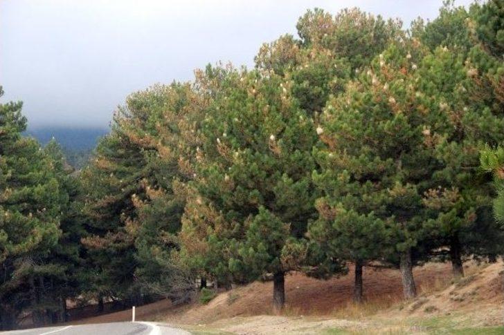 Kazdağları’nda Çam Kese Böceği Alarmı G1