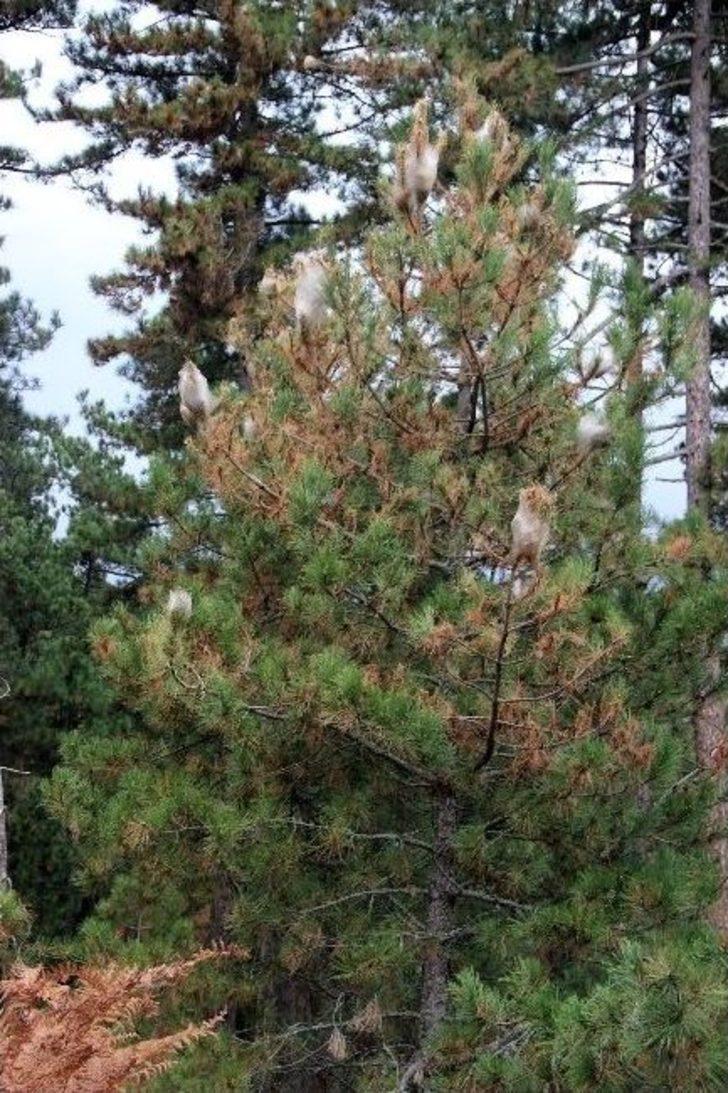 Kazdağları’nda Çam Kese Böceği Alarmı G2