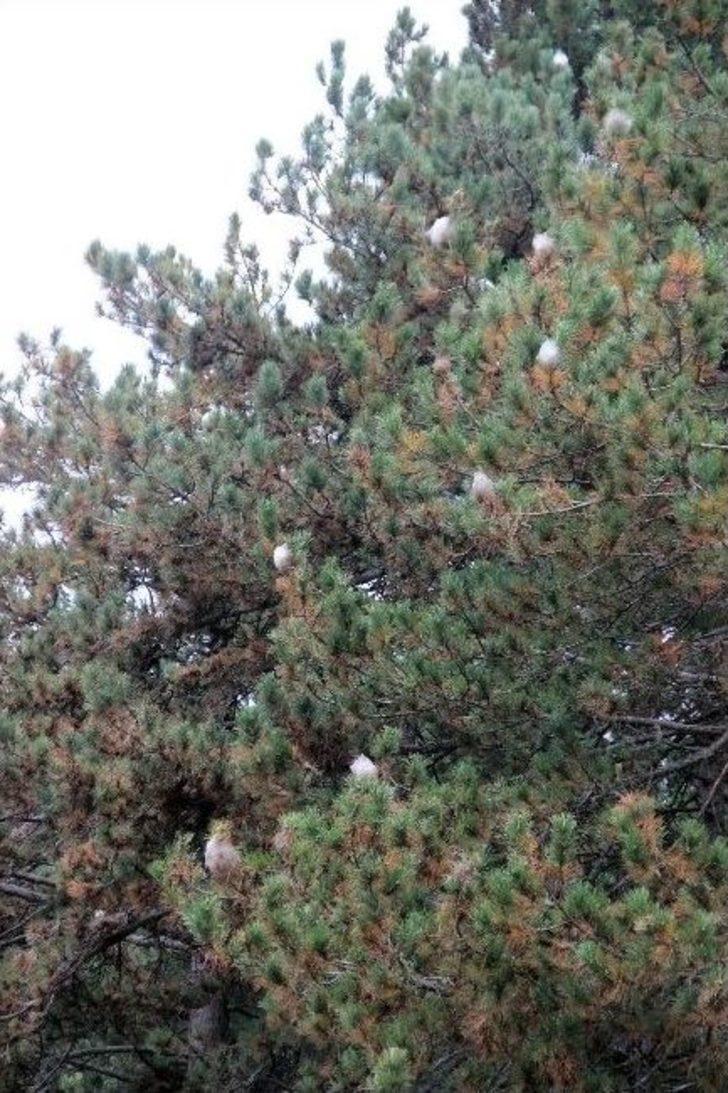 Kazdağları’nda Çam Kese Böceği Alarmı G3