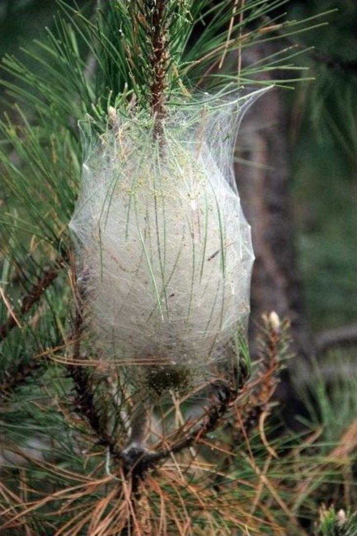 Kazdağları’nda Çam Kese Böceği Alarmı G4